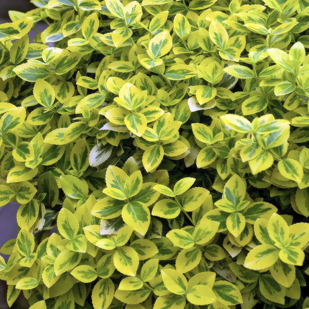48x Euonymus fort. 'Emerald 'n Gold’ - ↕10-25cm - Ø9cm