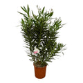 Nerium Oleander struik met witte bloem - 160 cm - Ø32cm