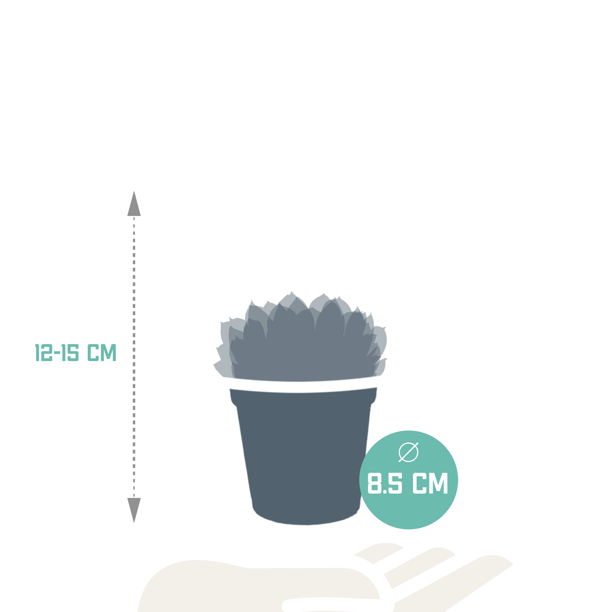 Echeveria mix 8.5 cm - 3x - zonder pot