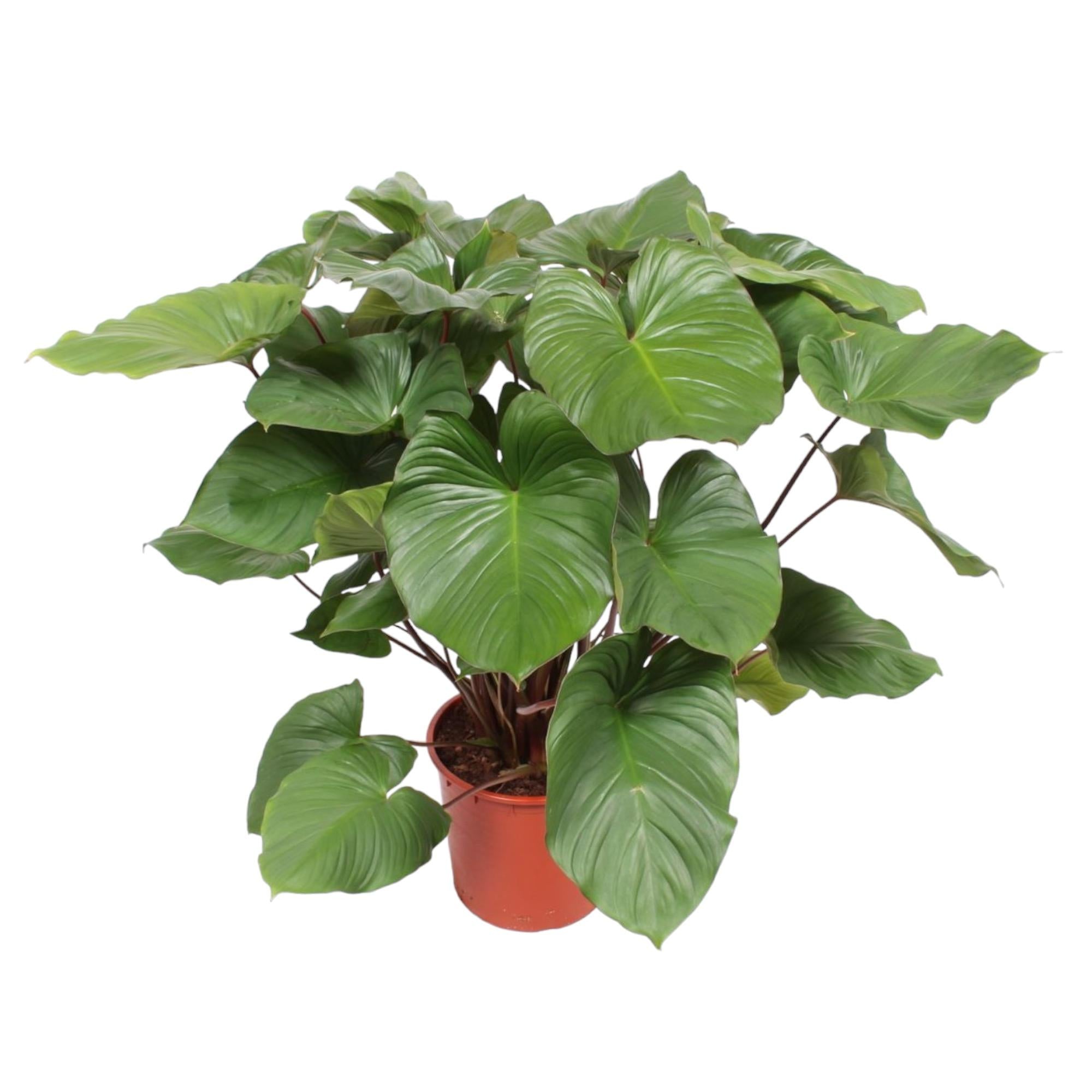 Homalomena Rubescens Maggy - 100 cm - ø27