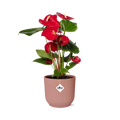 Anthurium Red 12cm in ELHO Vibes Fold 14cm roze