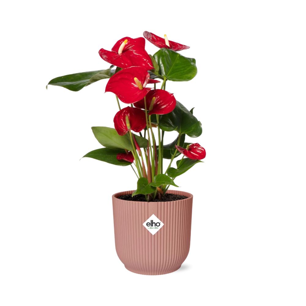 Anthurium Red 12cm in ELHO Vibes Fold 14cm roze