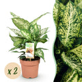 Green BoutiQ - Green is... Kamerplanten - Diefenbachia Compacta - Dieffenbachia - Weinig onderhoud - Groen - 2 Planten - Pot 17cm - Hoogte 45-50cm