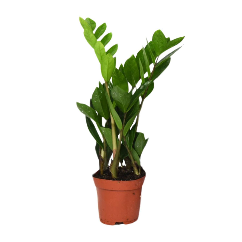 Zamioculcas Zamiifolia - Ø12cm - ↕40cm