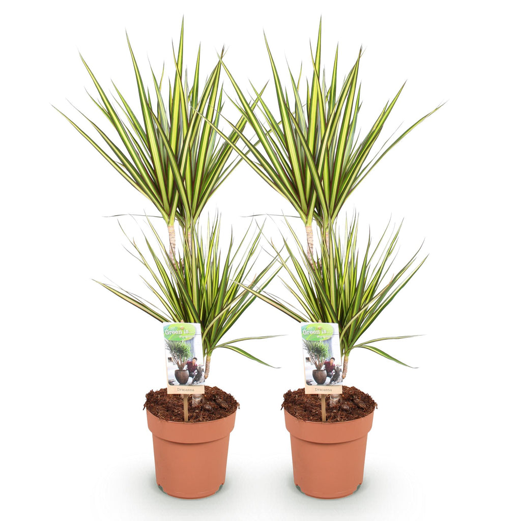 Green BoutiQ - Green is... Kamerplanten - Dracaena Sunray - Drakenbloedboom - Weinig onderhoud - Groen - 2 Planten - Pot 17cm - Hoogte 70-75cm