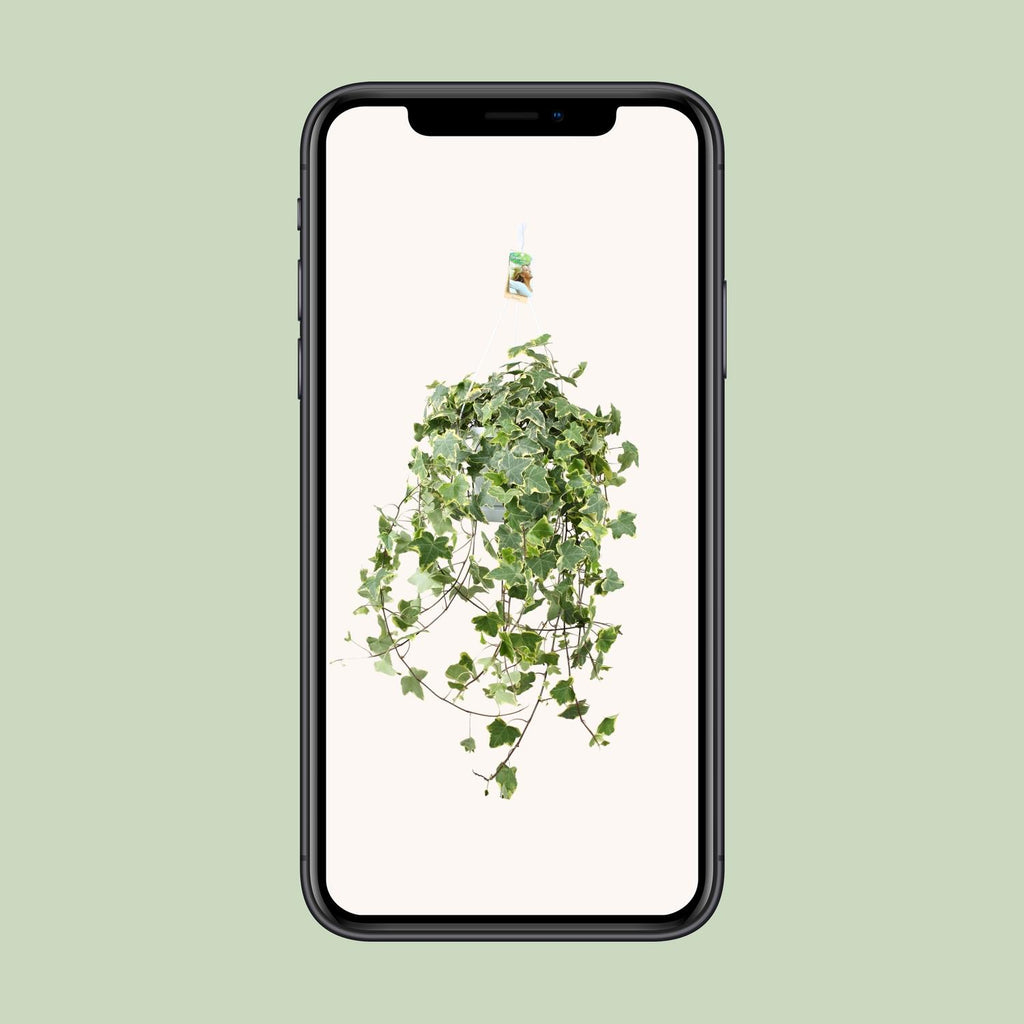 Hedera Helix Gold Child - Hang/XXL - Ø24cm - ↕cm