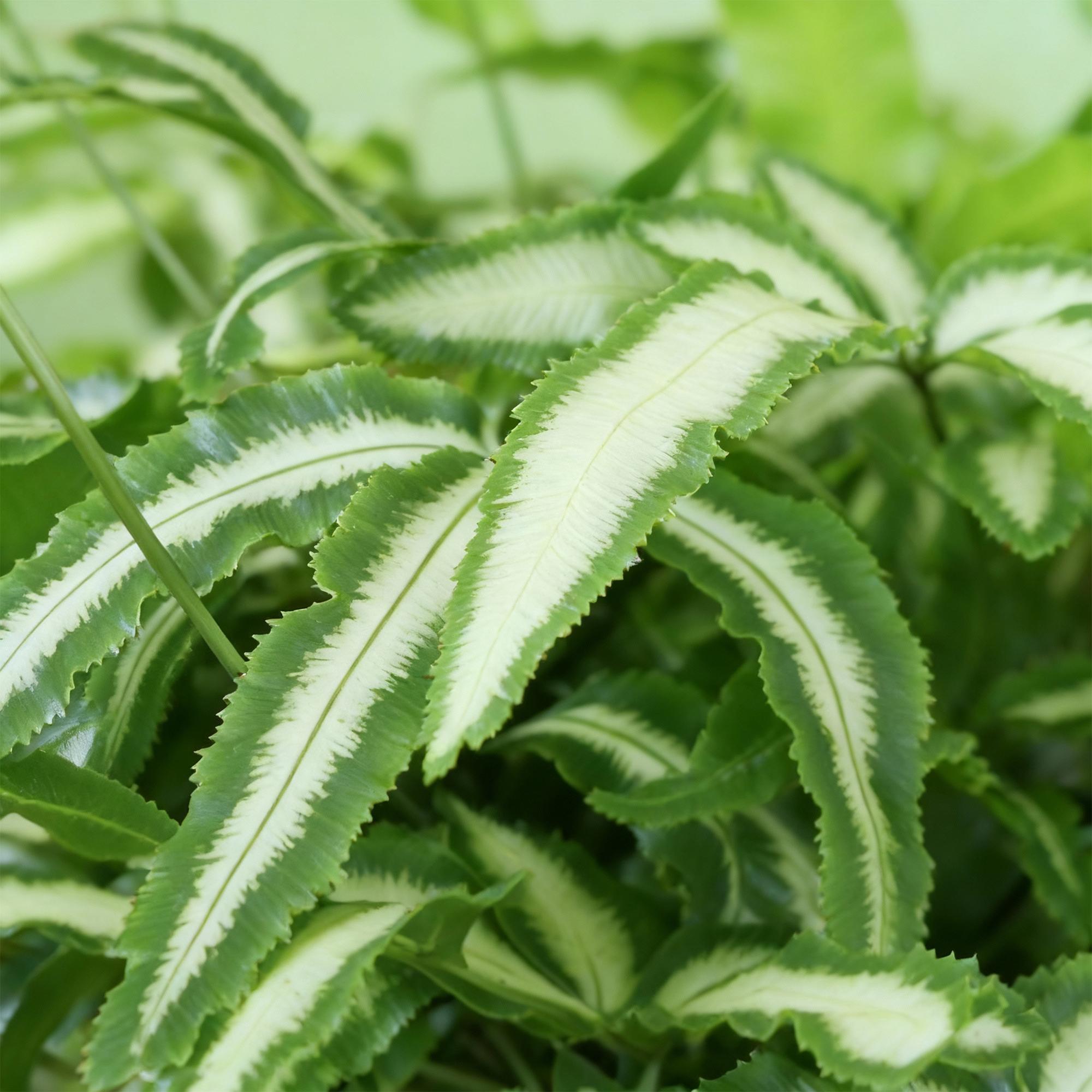 Green boutiQ - Kamerplant - Pteris cretica Albolineata - Lintvaren - Huisdiervriendelijk - Bont - 2 Planten - Pot 12cm - Hoogte 28-30cm