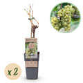 Green boutiQ - Fruitplant - Witte Druif - Vitis vinifera Bianca - 2 planten - Pot 15cm Hoogte 50cm