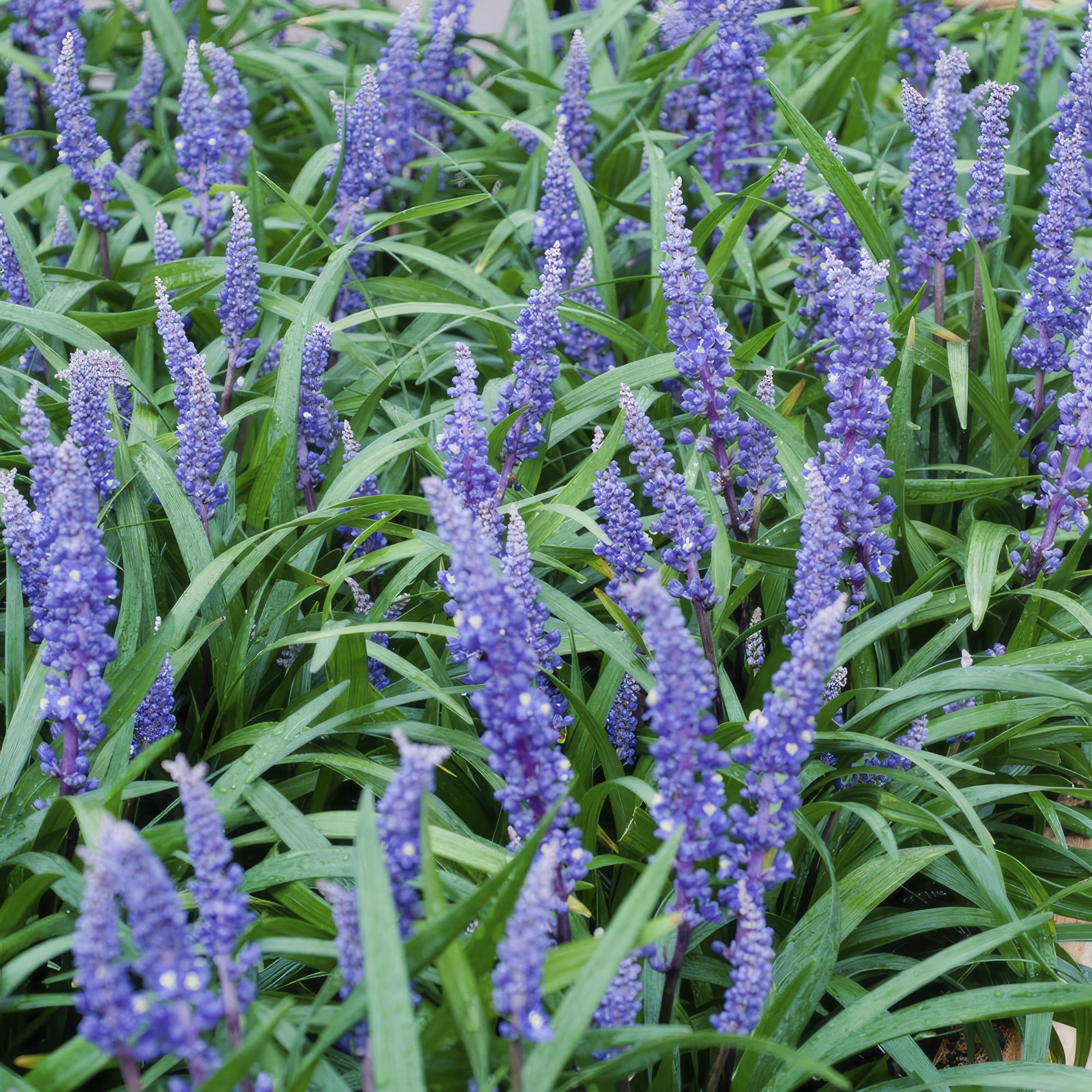 20x Liriope muscari 'Big Blue' - ↕10-25cm - Ø9cm