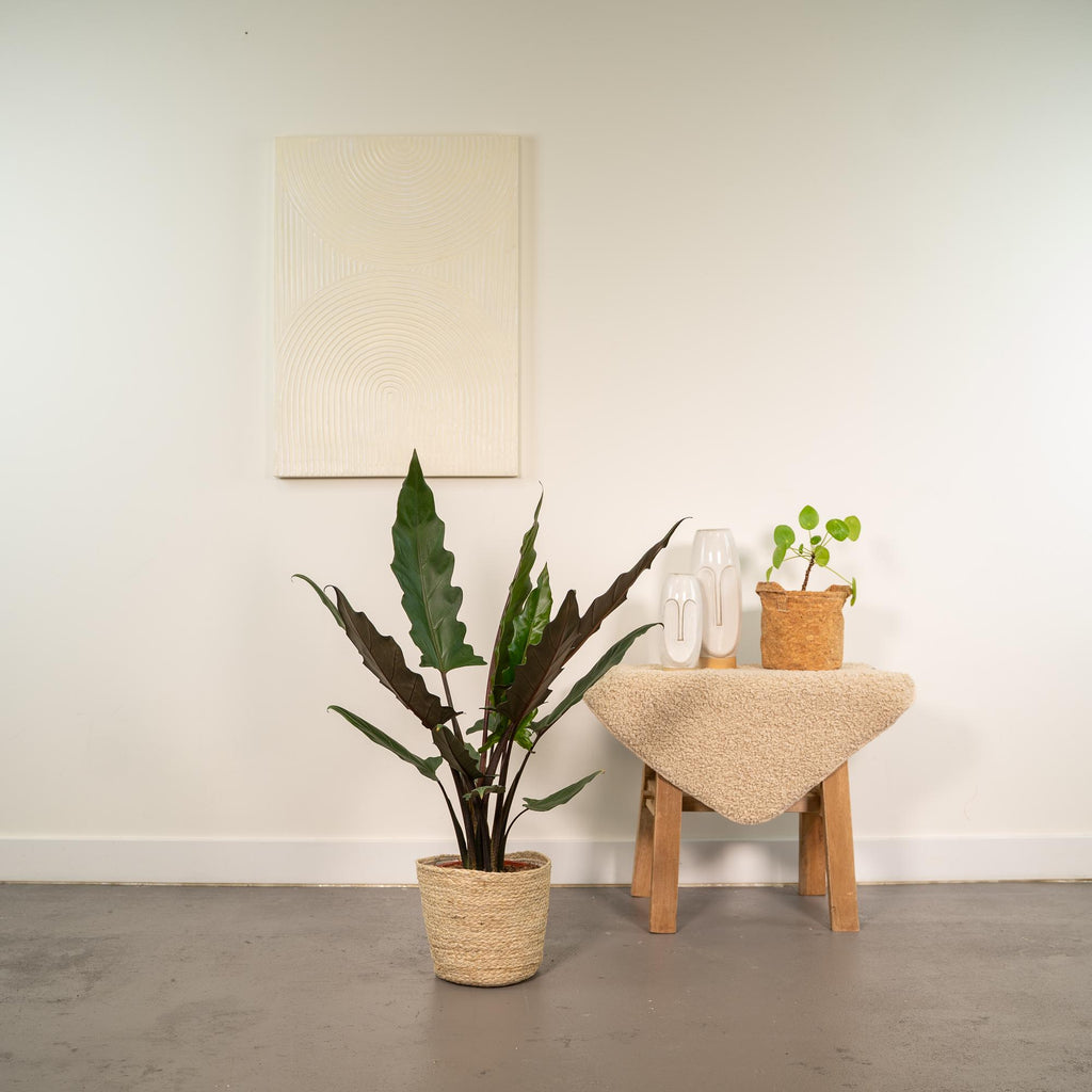 Alocasia Lauterbachiana - Ø19cm - ↕80cm + Mand Selin