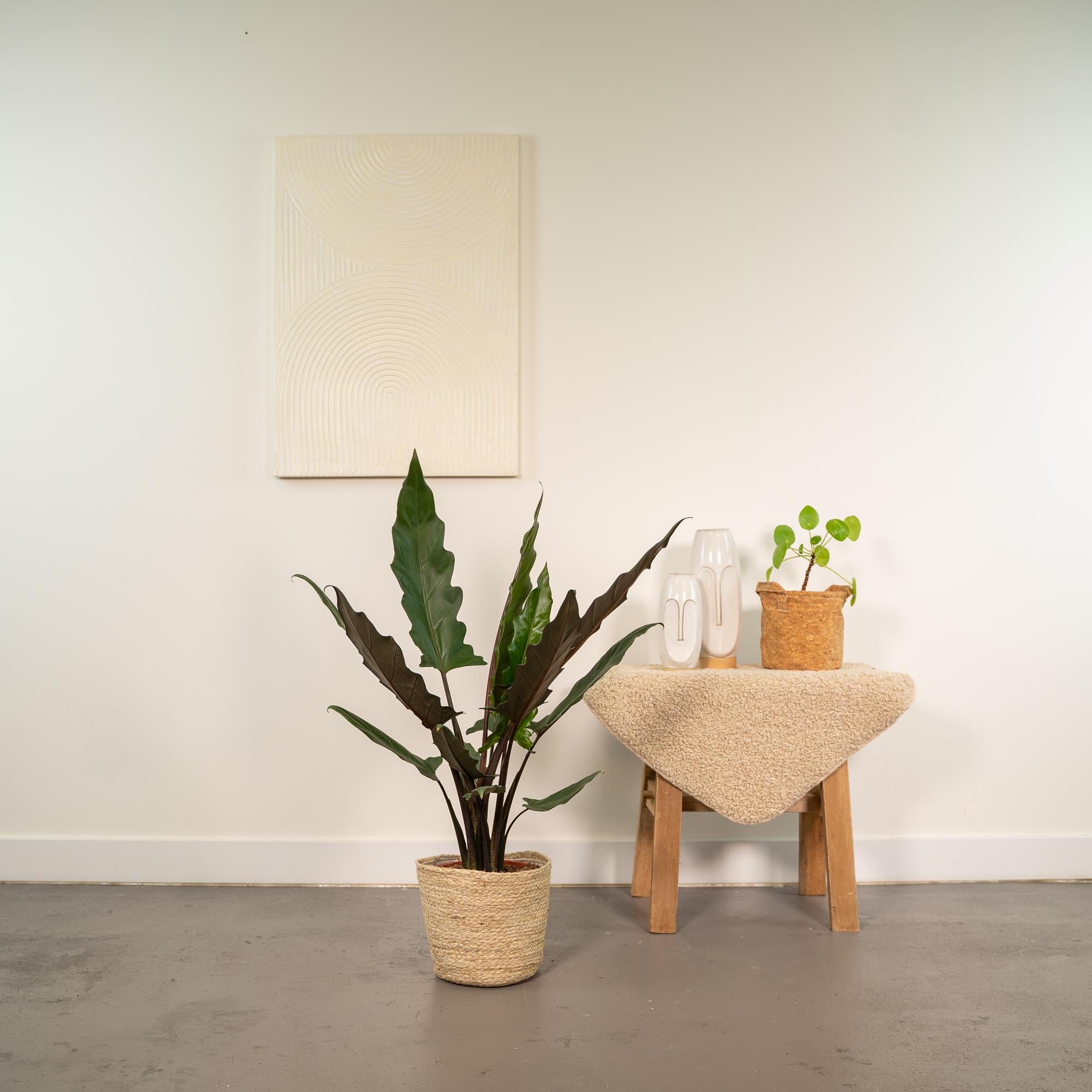 Alocasia Lauterbachiana - Ø19cm - ↕80cm + Mand Selin