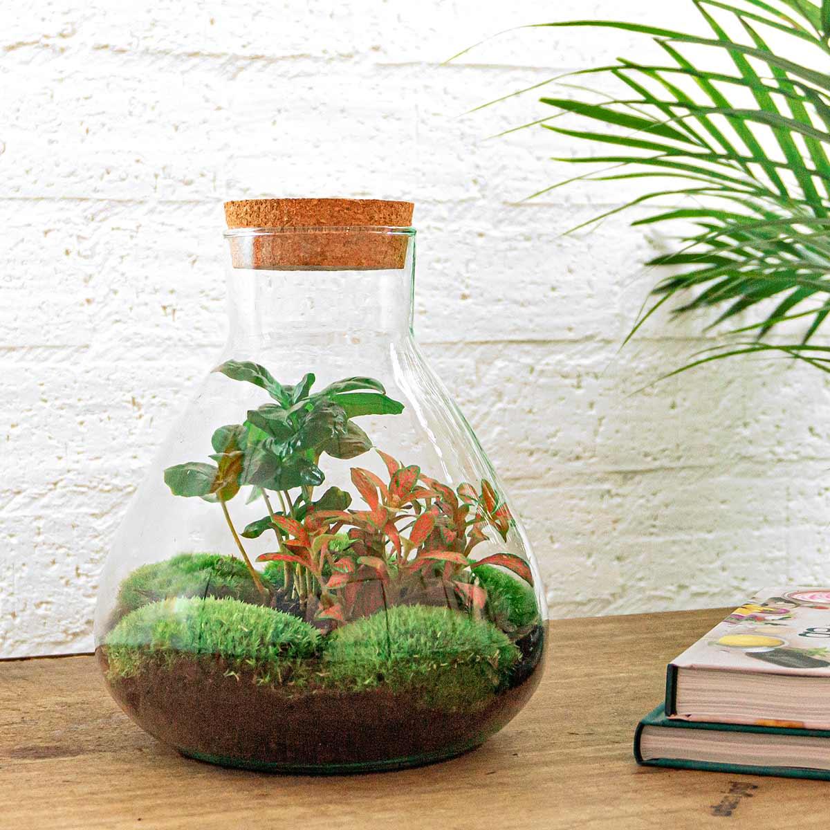 DIY terrarium - Sammie Coffea Red - Ø 22,5 cm ↑ 27 cm - Rake + Shovel