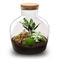 DIY Planten terrarium met licht - Fat Joe Red - Ø 29 cm ↑ 30 cm - No Tools