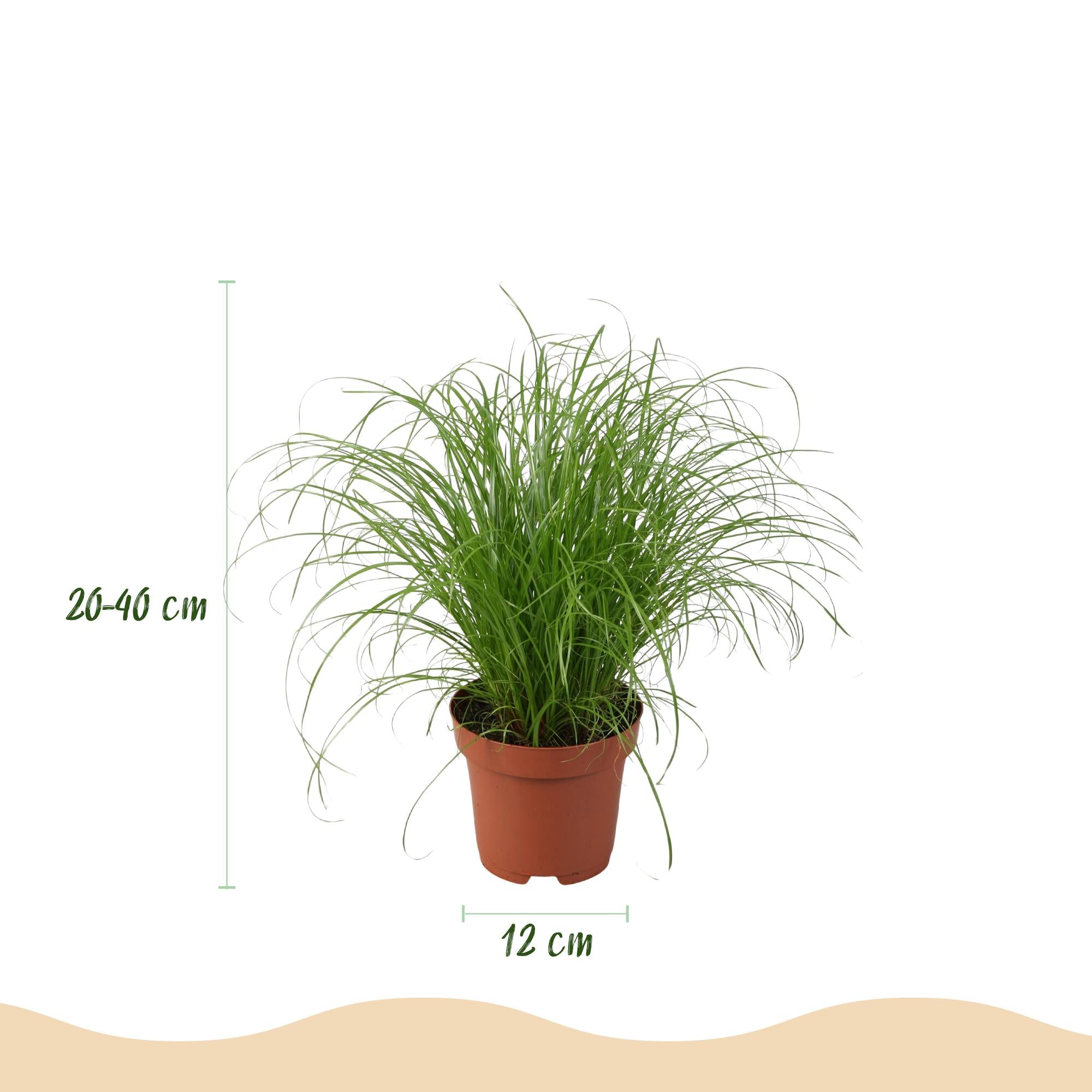 Green boutiQ - Kamerplant - Chlorophytum - Cyperus - Phlebodium - Marantha - Mix van 4 - Huisdiervriendelijke Planten - Groen - 4 Planten - met Potter Grijs - Pot 12cm - Hoogte 25cm