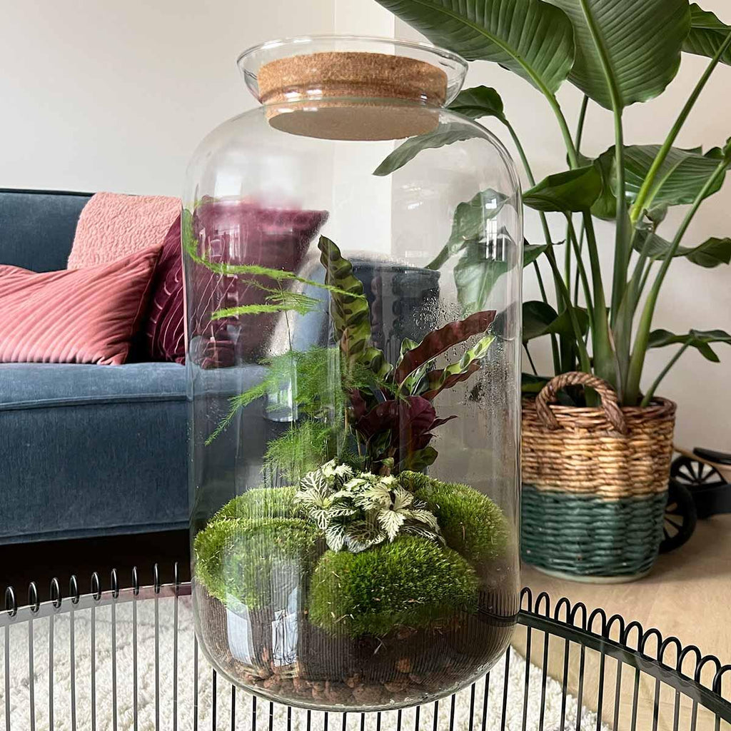 DIY Planten terrarium met licht - Sven XL Botanical - Ø 23 cm ↑ 43 cm - Rake + Shovel + Tweezer + Scissors