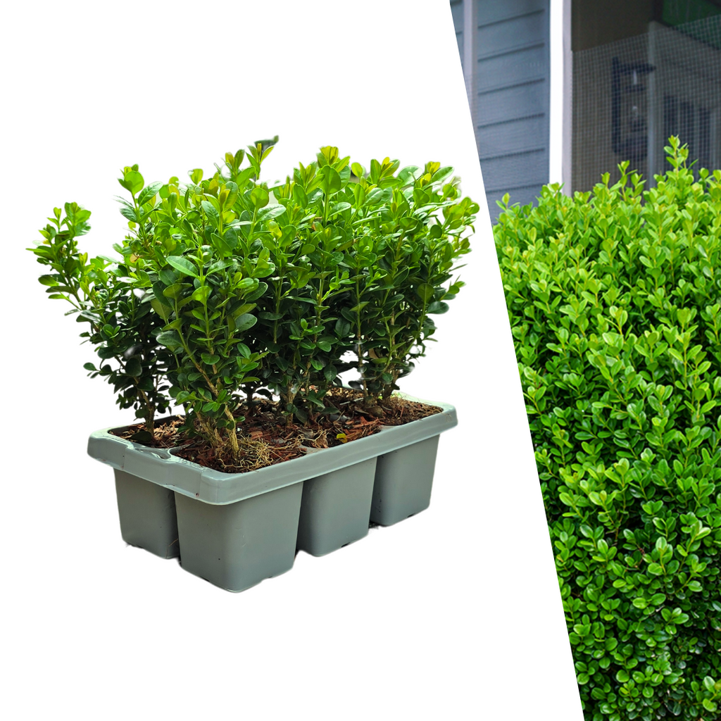 "Buxus NewGen Freedom 6-Pack – Winterharde Groenblijvende Struiken 6 x Ø7 cm - ↕15 cm | Compacte Buxus"