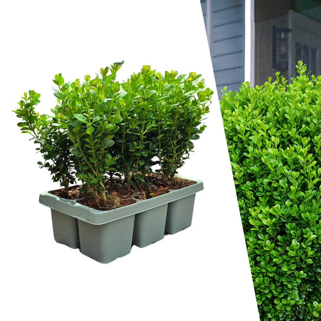"Buxus NewGen Freedom 6-Pack – Winterharde Groenblijvende Struiken 6 x Ø7 cm - ↕15 cm | Compacte Buxus"