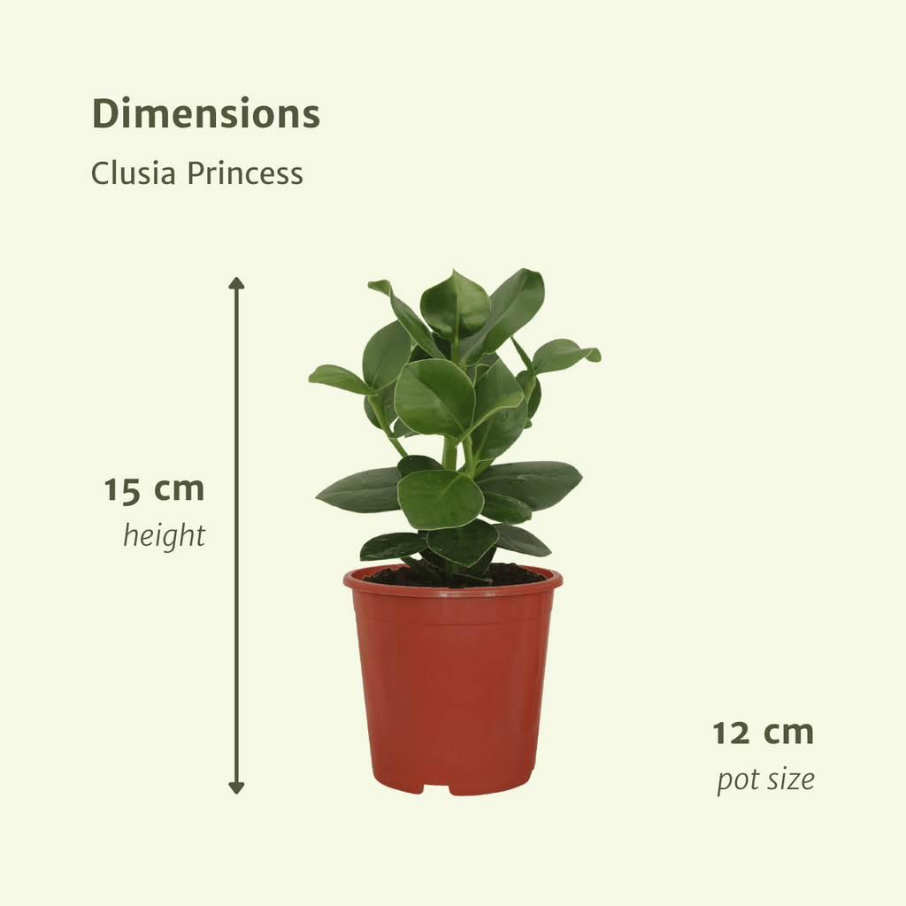 Clusia Princess (Handtekeningboom) - 2 stuks - Ø12cm - ↕15cm