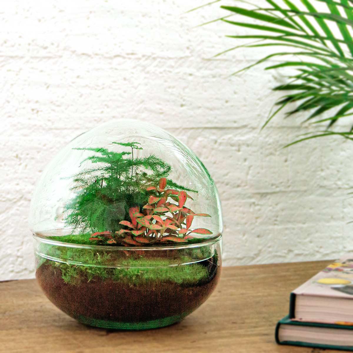 DIY Planten terrarium tweedelig bolglas - Dome Red - Ø 20 cm ↑ 20 cm   - Rake + Shovel + Tweezer