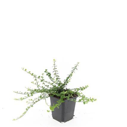 48x Euonymus fort. 'Minimus' - ↕10-25cm - Ø9cm