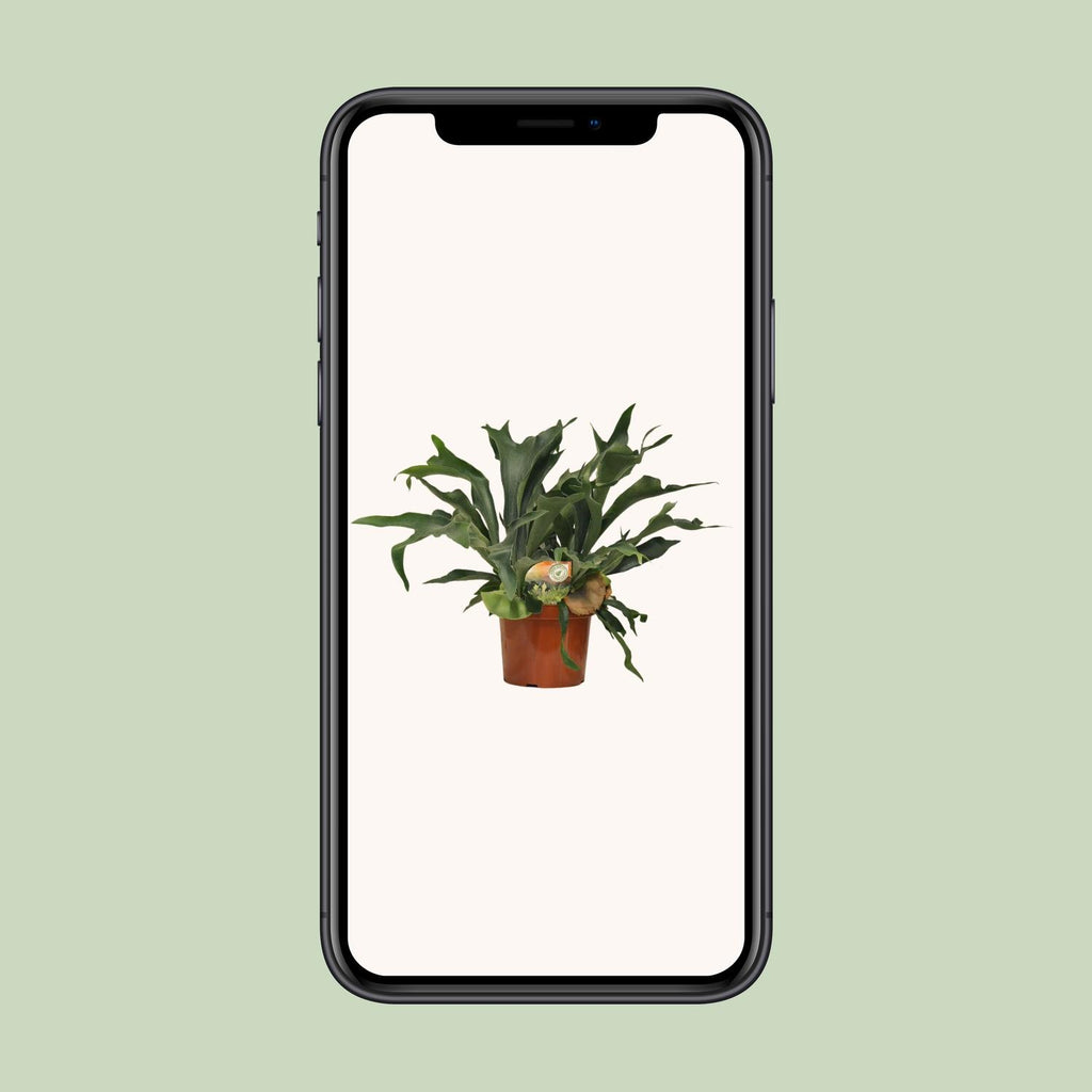 Platycerium Bifurcatum - Ø26cm - ↕80cm