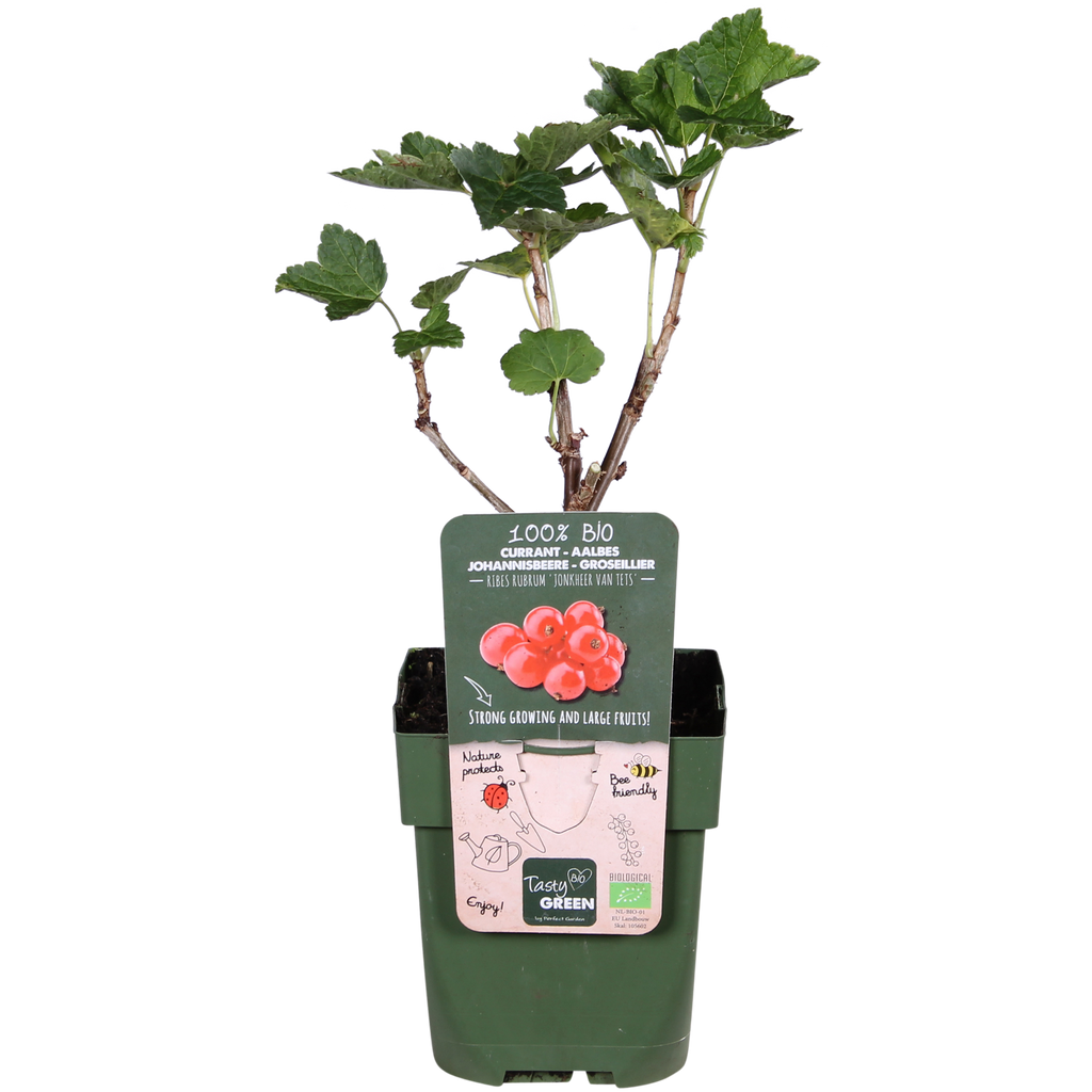 Ribes rubrum 'Jonkheer van Tets' - Aalbes - Ø13cm - ↕45cm
