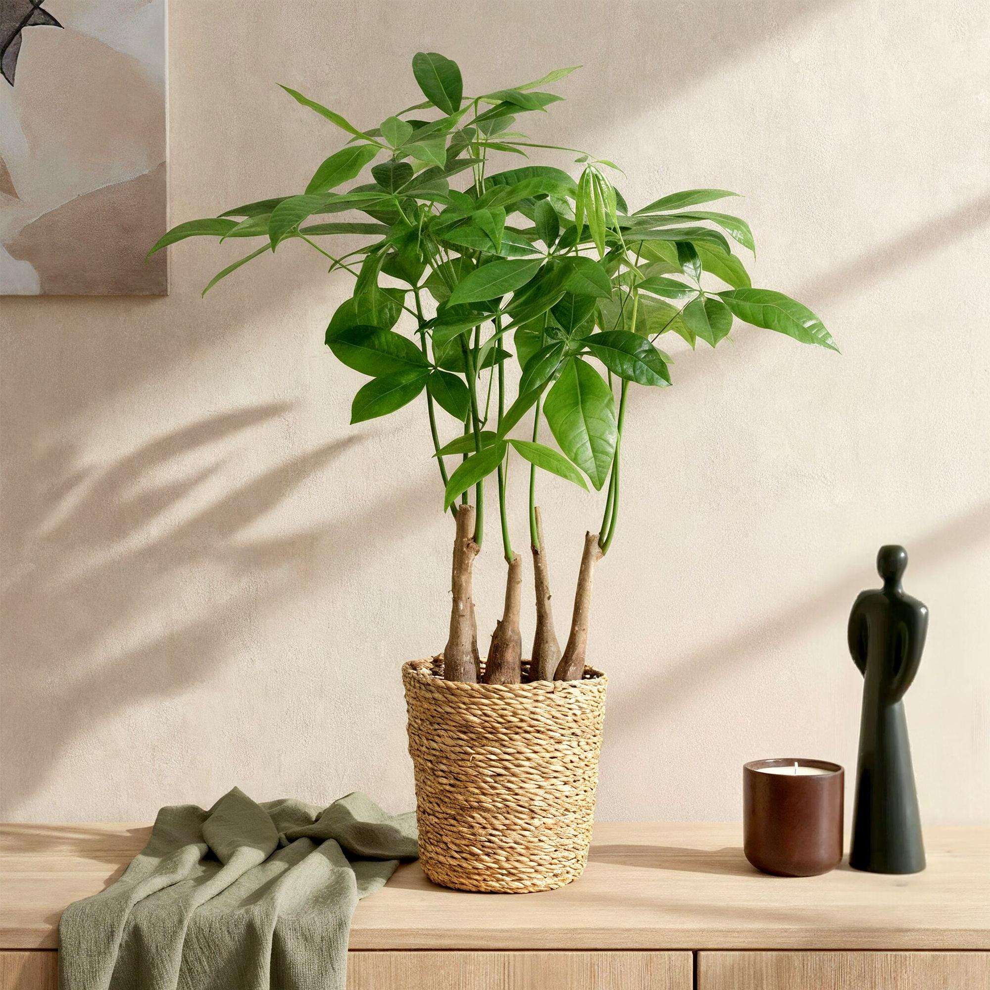 Green BoutiQ - Green is... Kamerplanten - Pachira Aquatica multi stam - Geldboom - Weinig onderhoud - Groen - 2 Planten - Pot 17cm - Hoogte 50-55cm