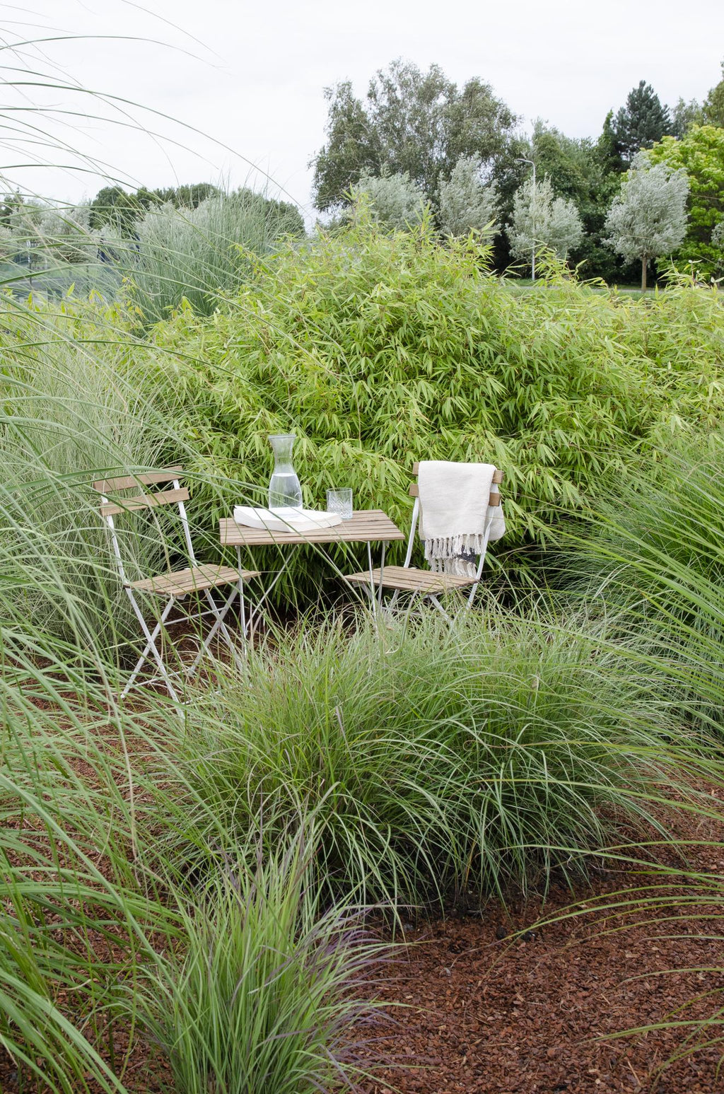 12x - Fargesia rufa - 40cm - Ø14