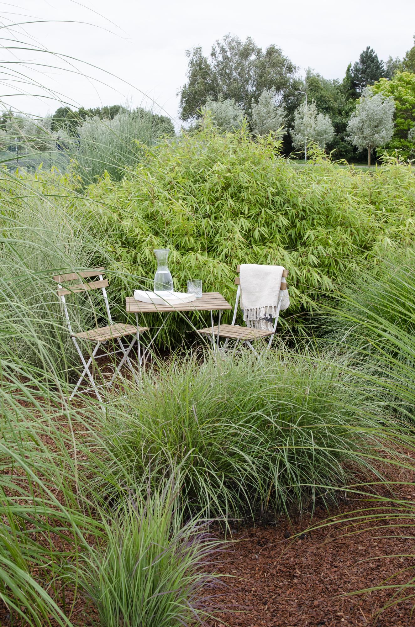 12x - Fargesia rufa - 40cm - Ø14