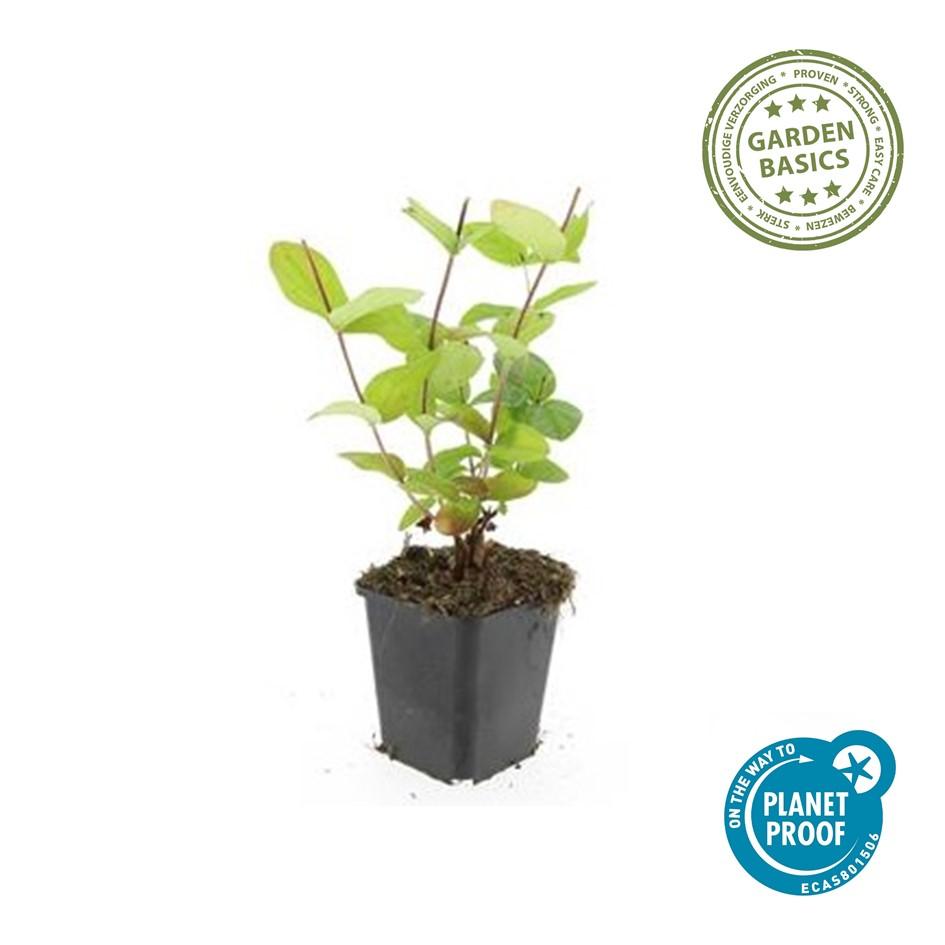 20x Hypericum inodorum 'Beauty' - ↕10-25cm - Ø9cm