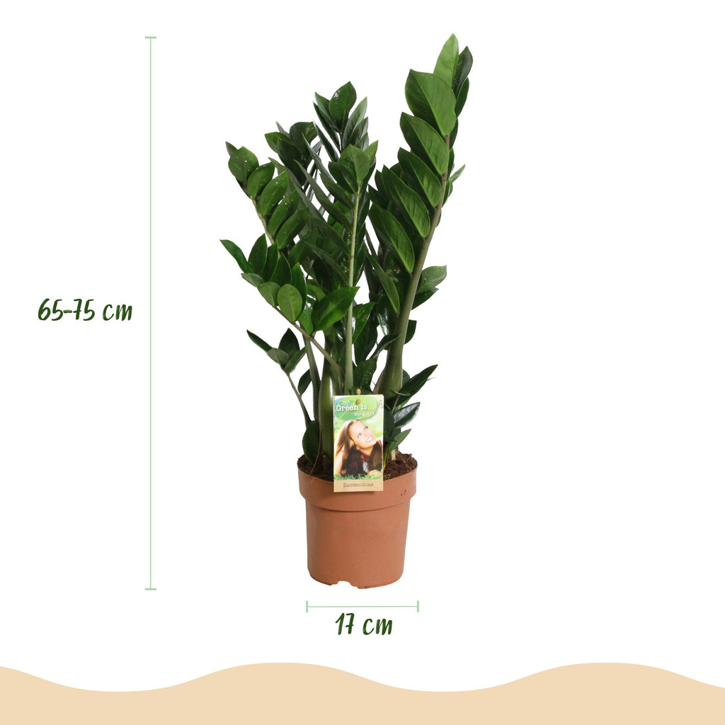 Green BoutiQ - Green is... Kamerplanten - Zamioculcas - ZZ-plant - Weinig onderhoud - Groen - 2 Planten - Pot 17cm - Hoogte 65-75cm