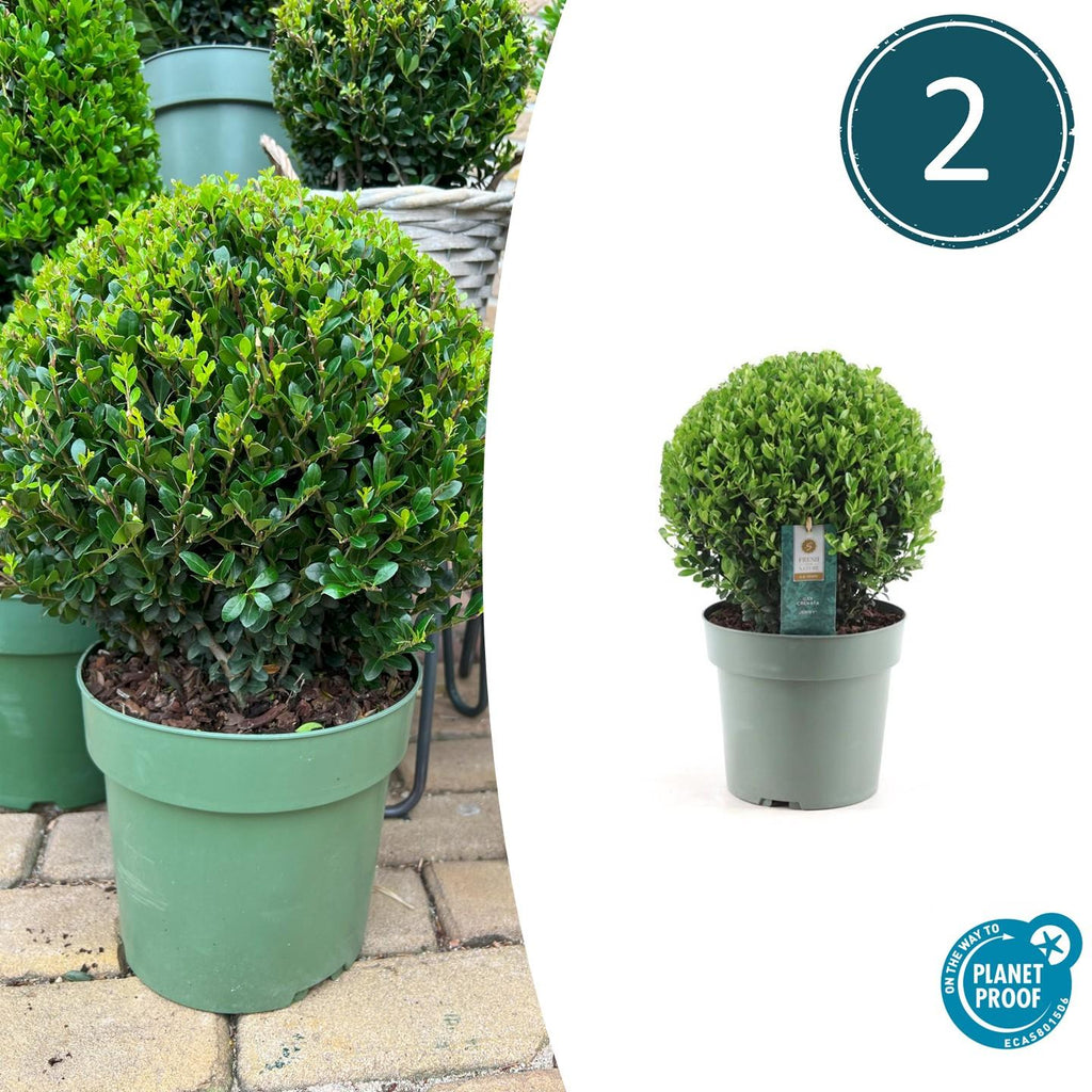 2x Ilex crenata 'Jenny' bol XL | set van 2 stuks | 25 cm Ø