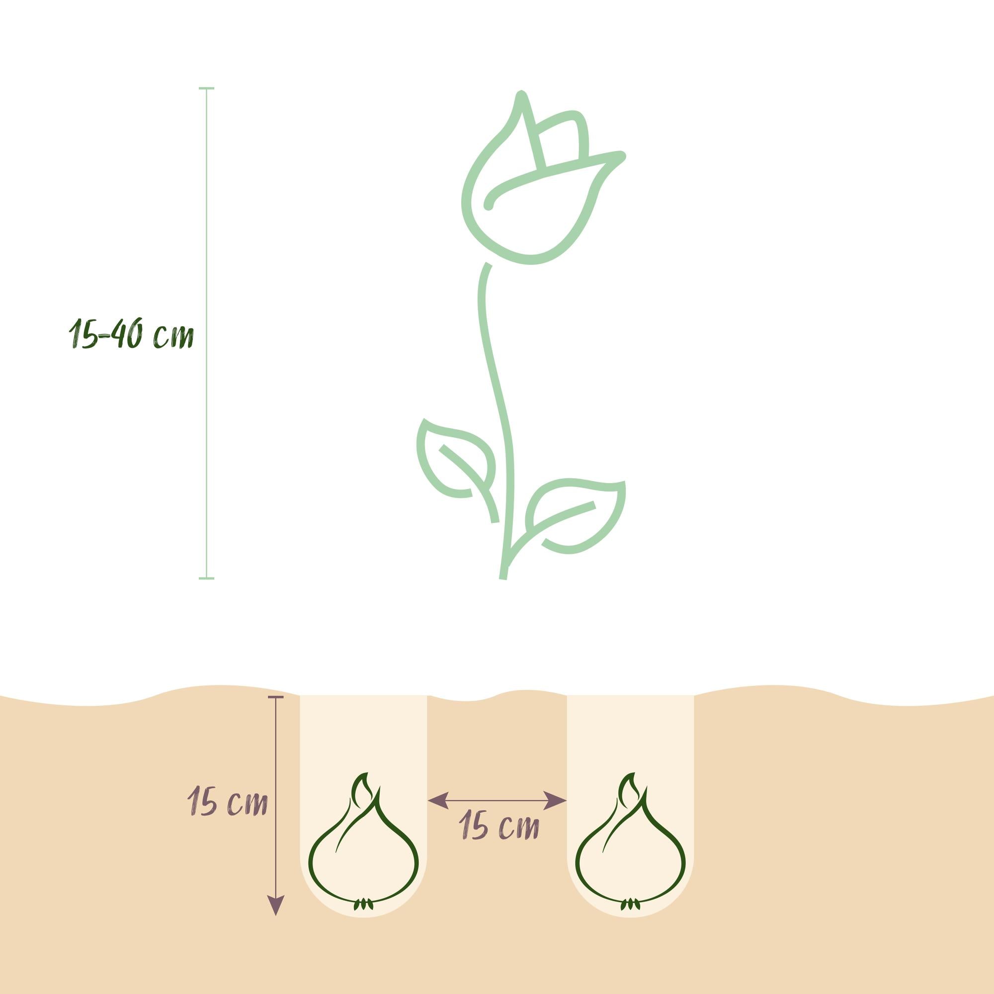 Green boutiQ - Bloembollen - Bulbs From Holland - Diversen Kleuren - 125 stuks - Gift Verpakking