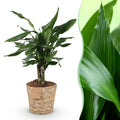 Green BoutiQ - Green is... Kamerplanten - Dracaena fragrans Steudneri - Drakenbloedboom - Weinig onderhoud - met mand - Groen - 1 Plant - Pot 17cm - Hoogte 50-55cm