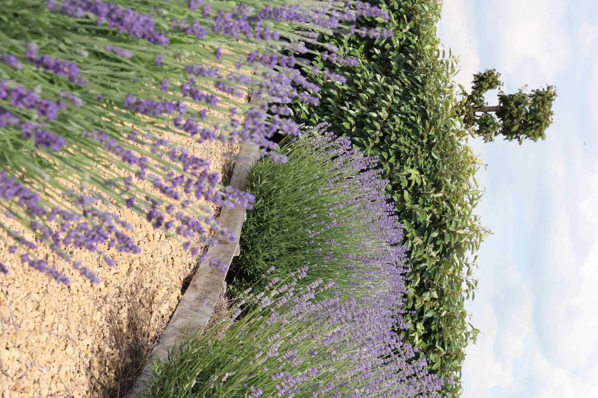 4x 6 pack Lavendel angustifolia - Ø7 cm - ↕15 cm