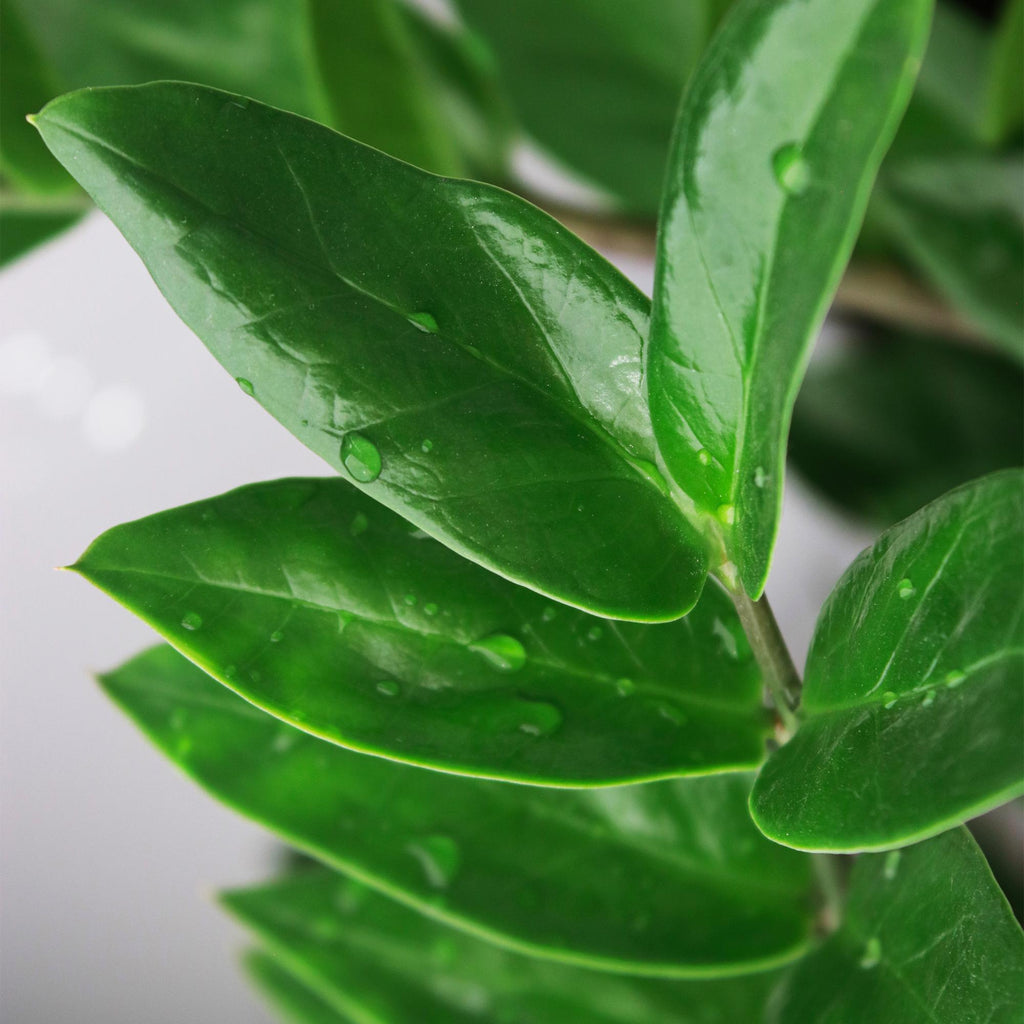 Green BoutiQ - Green is... Kamerplanten - Zamioculcas - ZZ-plant - Weinig onderhoud - Groen - 1 Plant - Pot 21cm - Hoogte 80-90cm