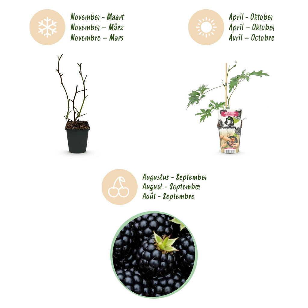 Green boutiQ - Fruitplanten - Groenblijvende Braam - Rubus Thornless Evergreen - Winterhard - 6 Planten - Pot 9 cm - Zwarte Braam