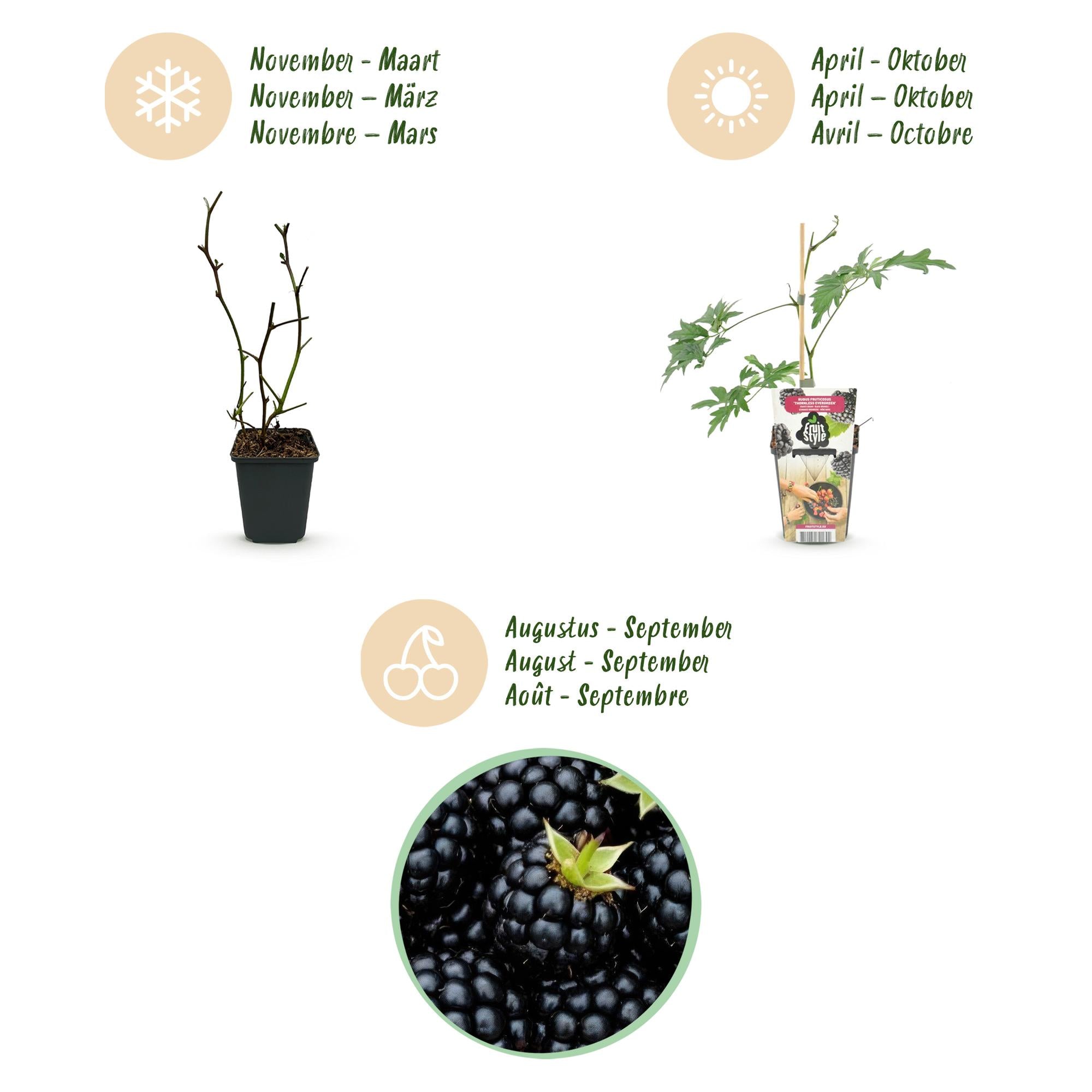 Green boutiQ - Fruitplanten - Groenblijvende Braam - Rubus Thornless Evergreen - Winterhard - 6 Planten - Pot 9 cm - Zwarte Braam