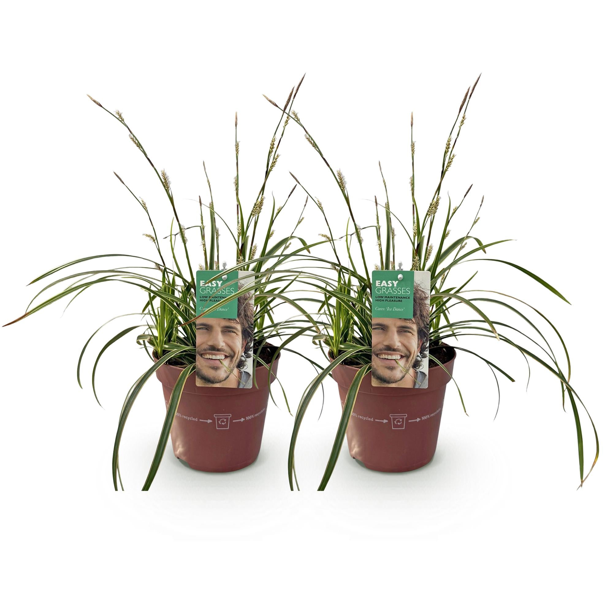 Green boutiQ - Siergrassen - Carex morrowii Ice Dance  - Wit & Groen - 2 Planten - Bladhoudend - Weinig Onderhoud - Pot 17cm Hoogte 50cm