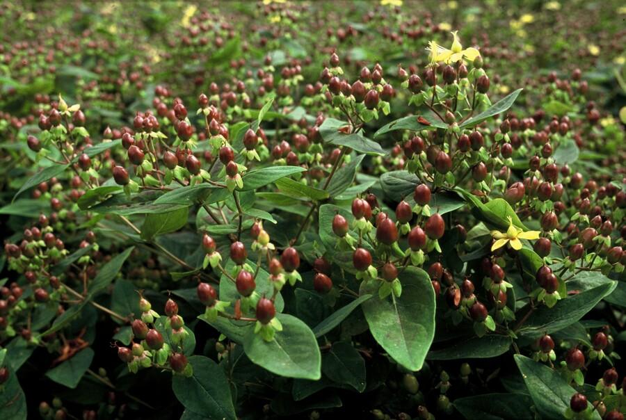 24x Hypericum inodorum 'Rheingold' - ↕10-25cm - Ø9cm