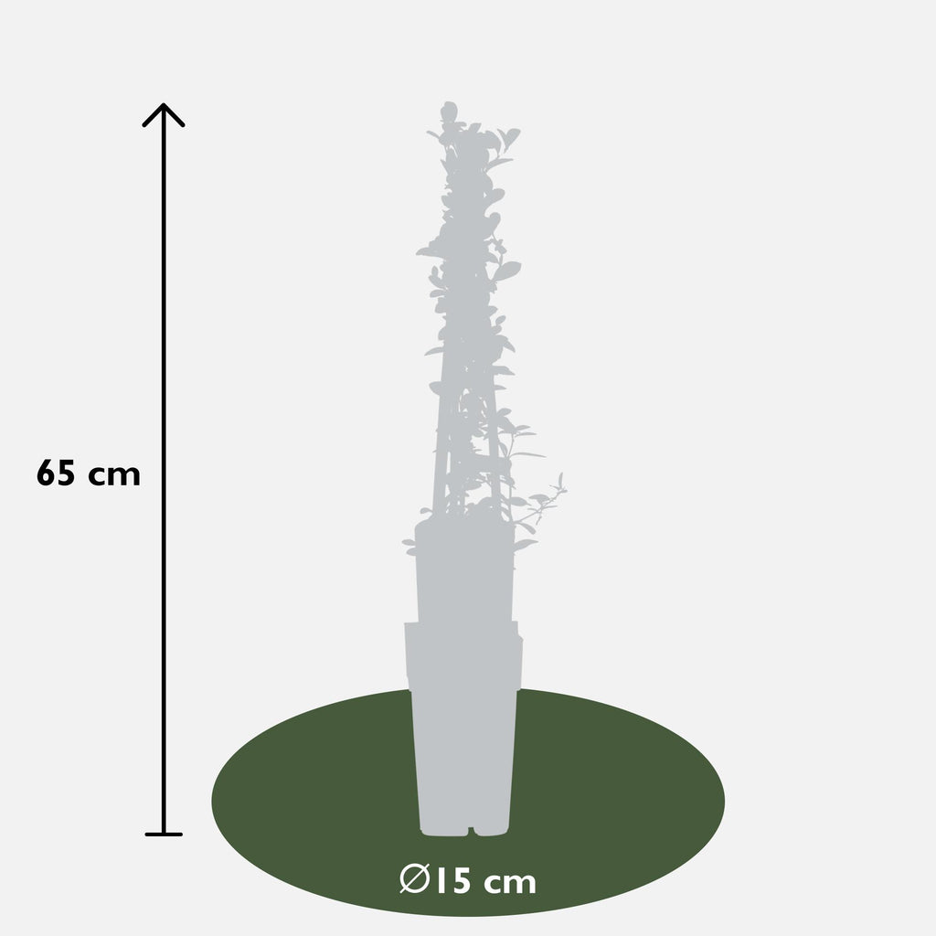 3x - Pyracantha 'Soleil dOr' - ↨65cm - Ø15