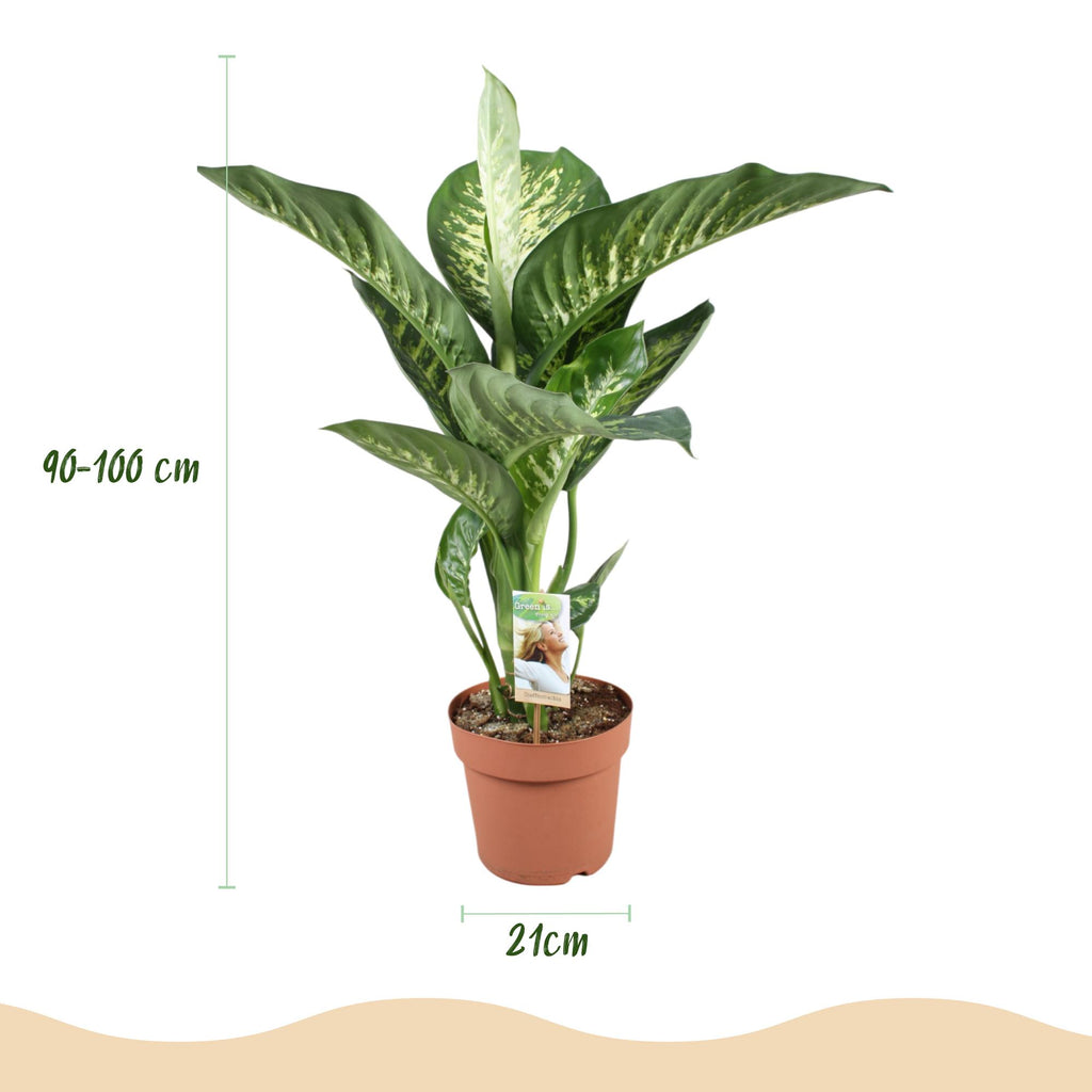 Green BoutiQ - Kamerplanten - Diefenbachia Tropic Snow - Dieffenbachia - Weinig onderhoud - Groen - 1 Plant - met Potter Wit - Pot 21cm - Hoogte 90-100cm