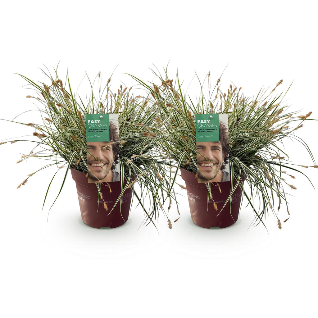 Green boutiQ - Siergrassen - Carex oshimensis Everest - Wit en Groen - 2 Planten - Bladhoudend - Weinig Onderhoud - Pot 17cm Hoogte 50cm