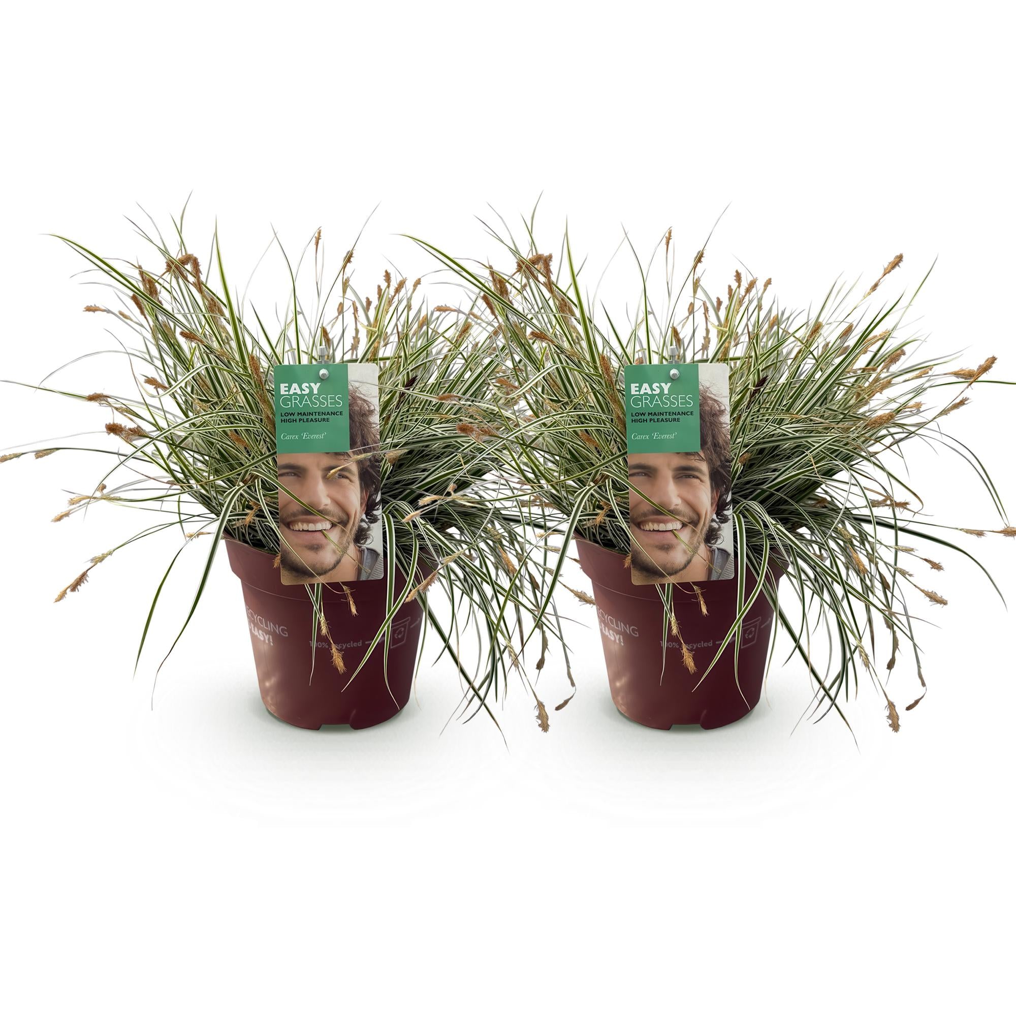 Green boutiQ - Siergrassen - Carex oshimensis Everest - Wit en Groen - 2 Planten - Bladhoudend - Weinig Onderhoud - Pot 17cm Hoogte 50cm