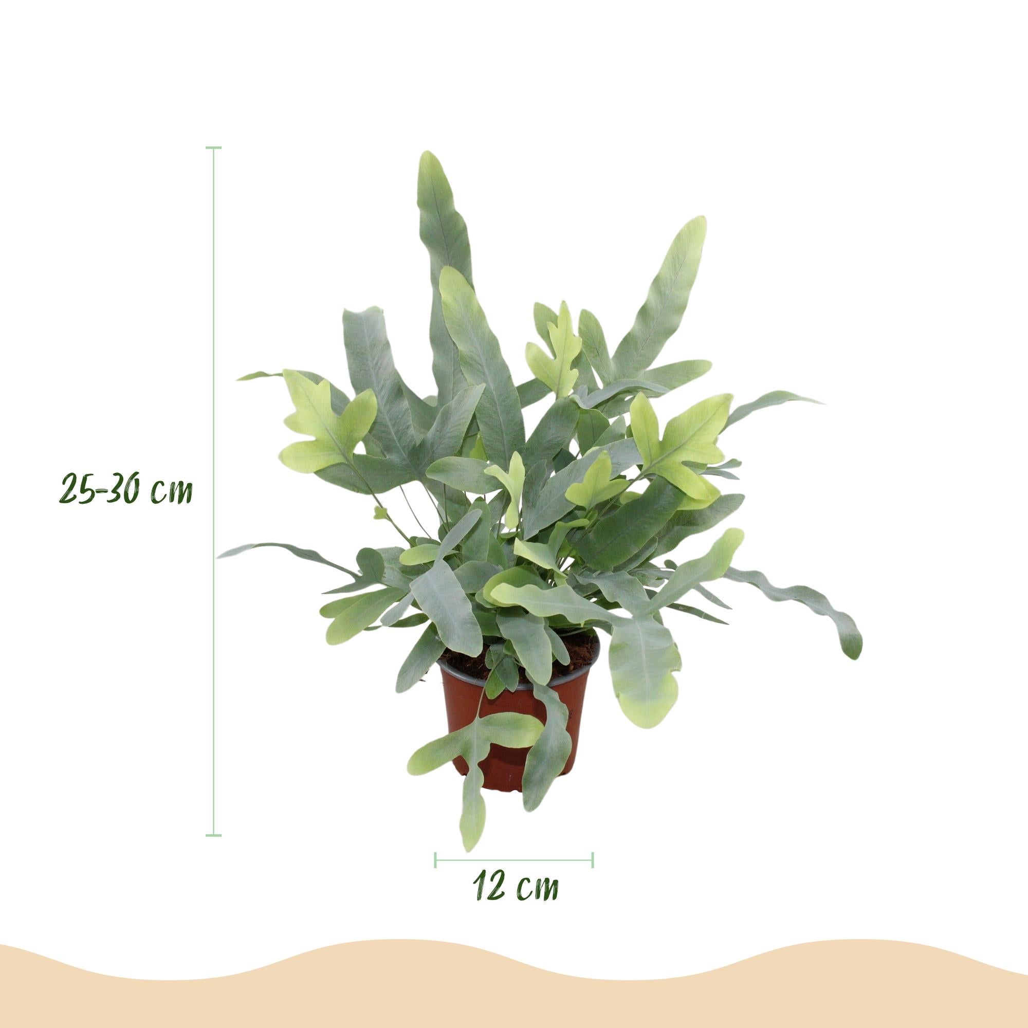 Green boutiQ - Kamerplant - Phlebodium aureum Blue Star - Blauwe Varen - Huisdiervriendelijk - Blauw - 2 Planten - Pot 12cm - Hoogte 25-30cm