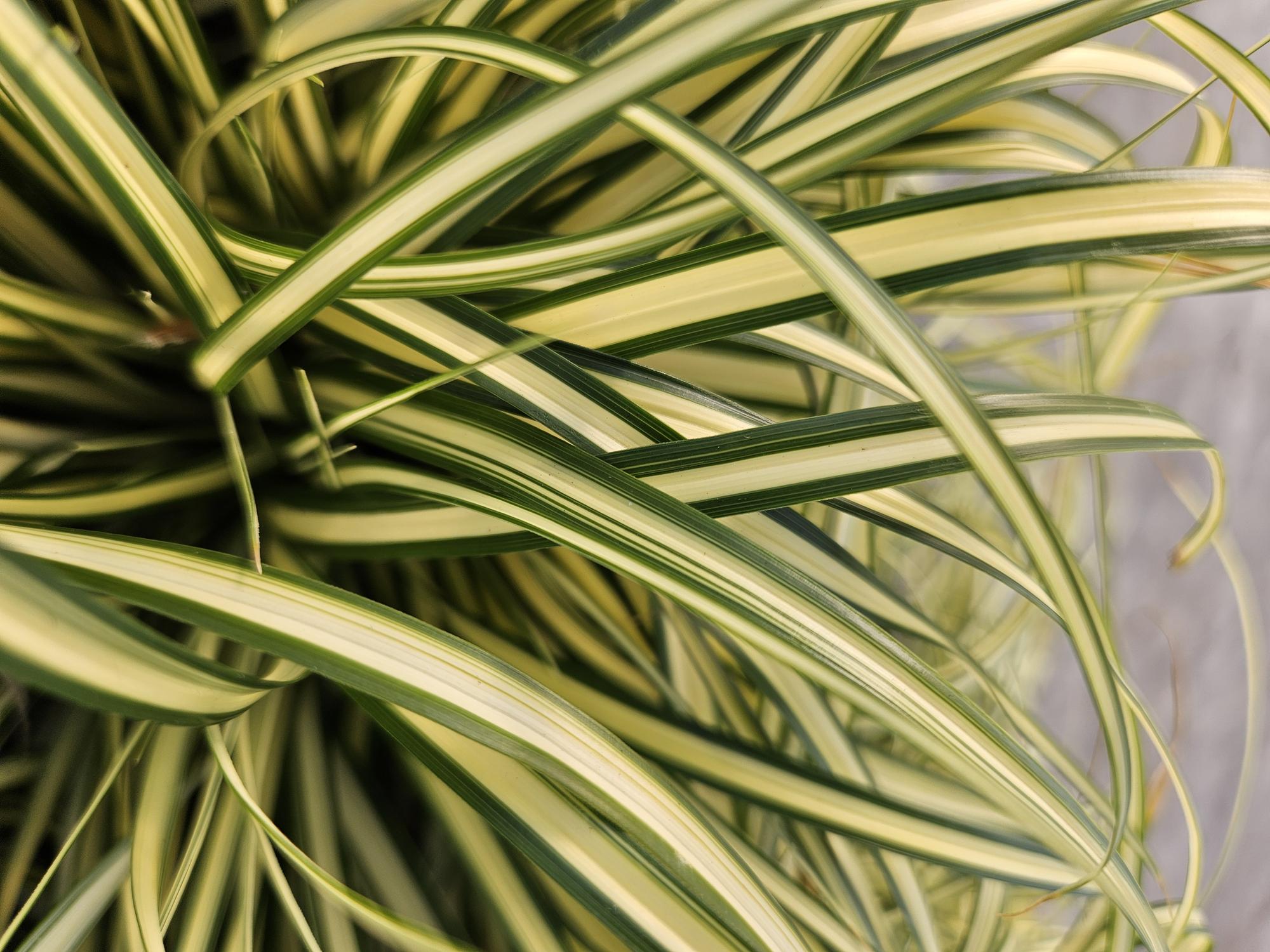 24x Carex oshim. 'Evergold'  - ↕10-25cm - Ø9cm