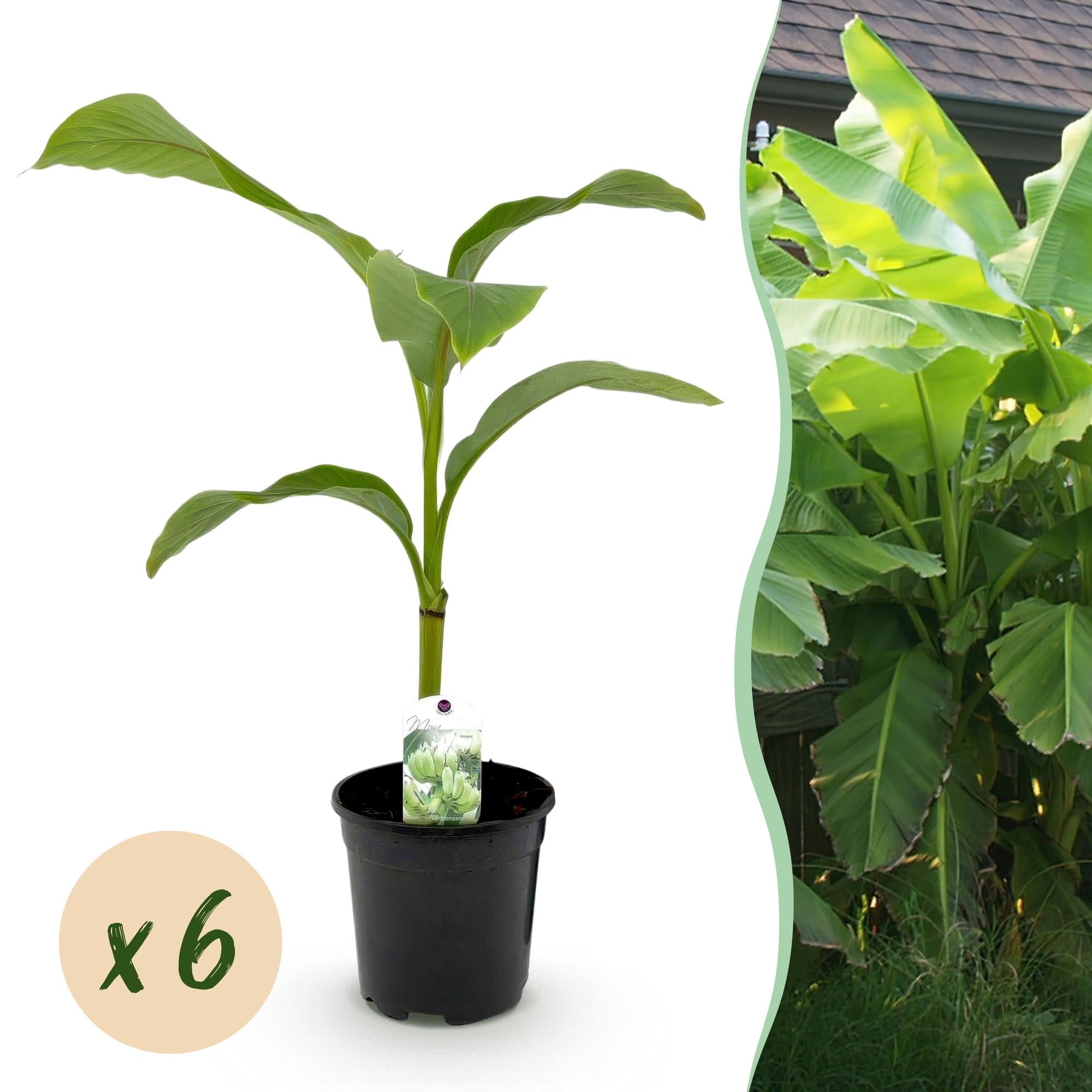 Green boutiQ - Fruitplant - Bananen plant - Musa Basjoo - Winterhard - 6 planten - Pot 17cm Hoogte 40cm