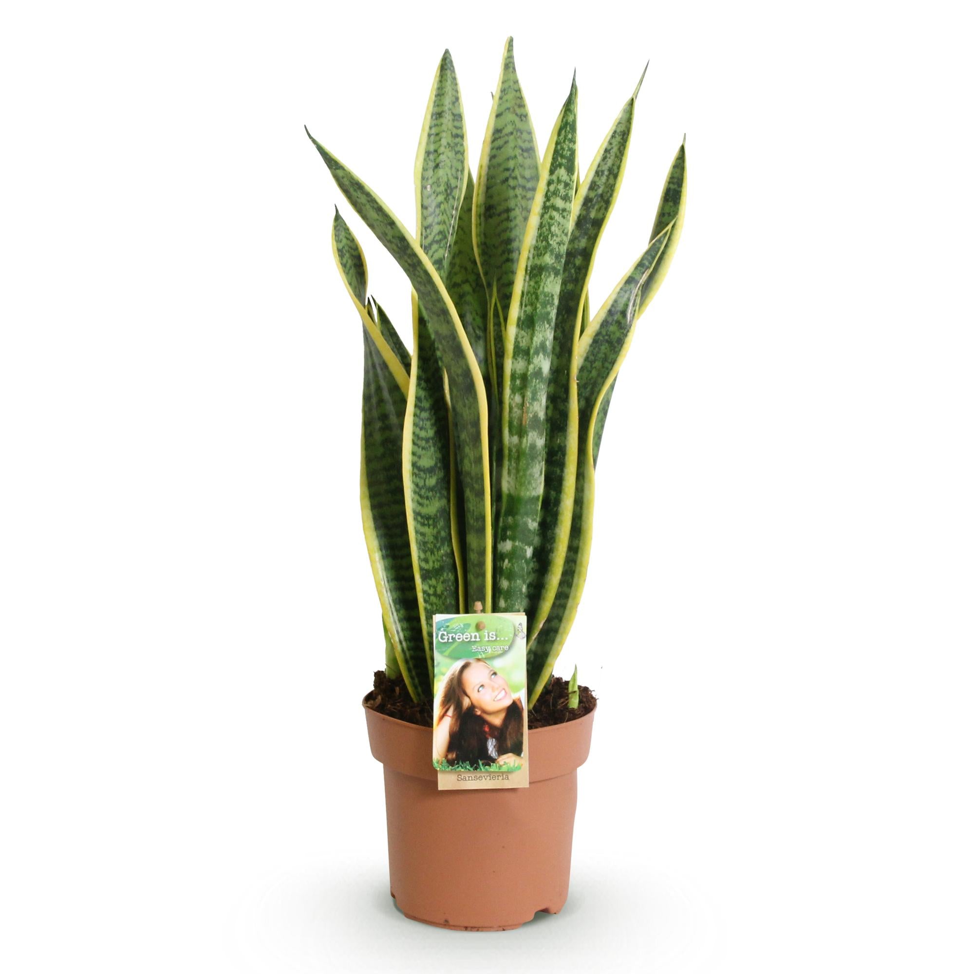 Green BoutiQ - Green is... Kamerplanten - Sansevieria Laurentii - Vrouwentong - Weinig onderhoud - Groen - 1 Plant - Pot 17cm - Hoogte 60-70cm