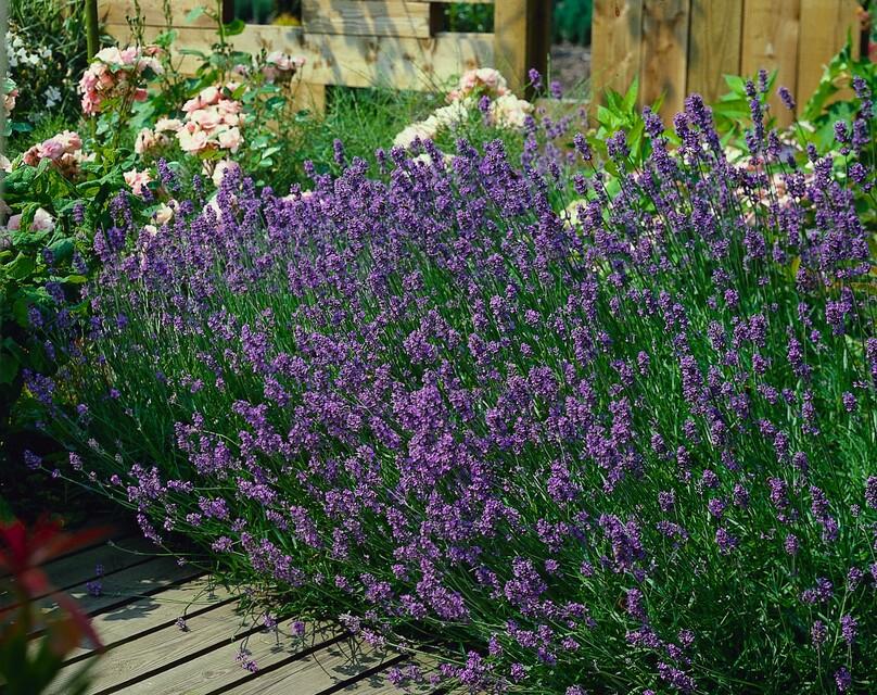40x Lavandula ang. 'Munstead' - ↕10-25cm - Ø9cm