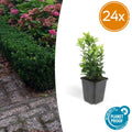 24x Euonymus jap. Green Spire - ↕10-25cm - Ø9cm